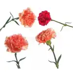Fresh Cut Flowers